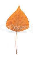 Pressed dry poplar leaf