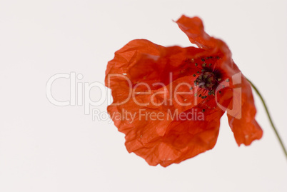 Poppy Flower