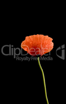 Poppy flower