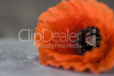 Poppy flower