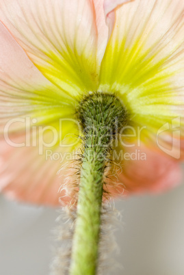 poppy flower