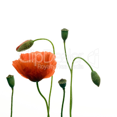 Poppy flower