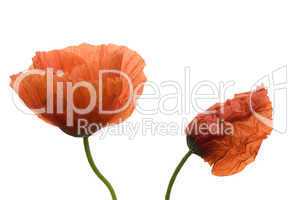 Poppy flower