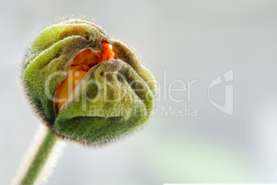 poppy flower