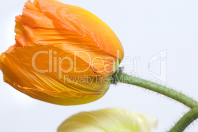 poppy flower