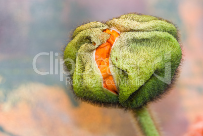 poppy flower