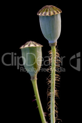 poppy flower capsula