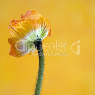 Poppy flower