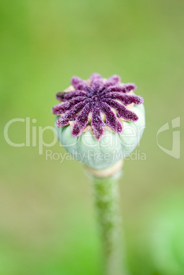 Poppy flower capsule