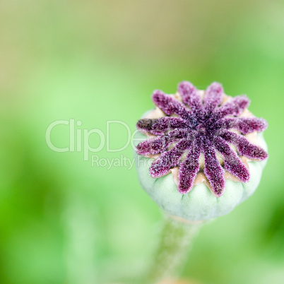 Poppy flower capsule
