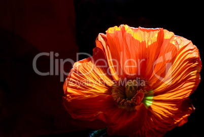 poppy flower