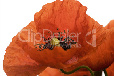 Poppy flower