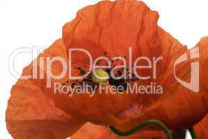 Poppy flower