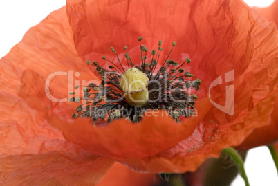 Poppy flower