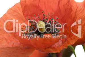 Poppy flower