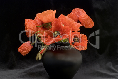 Poppy flower