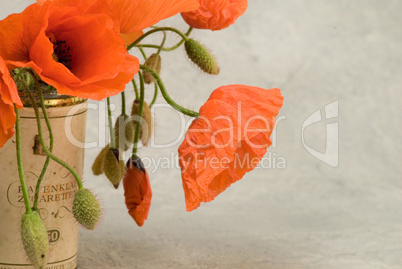 Poppy flower