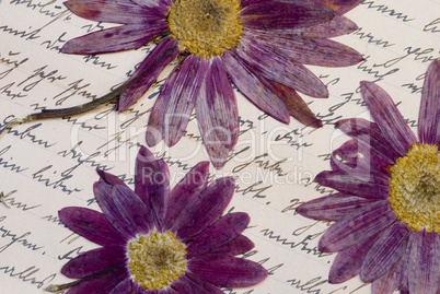 Dry flowers on old letter