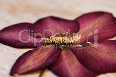 pressed poppy flower