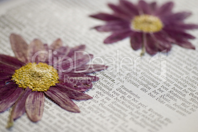 pressed flower