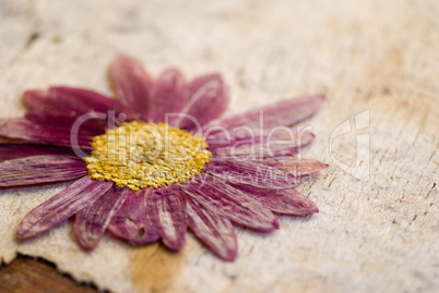 pressed flower