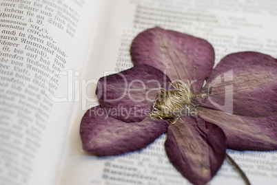 pressed clematis flower