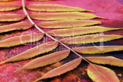 dry leaf on artwork background