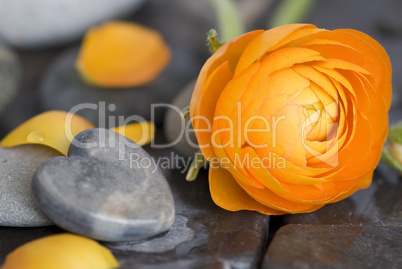 Ranunculus flower and heart