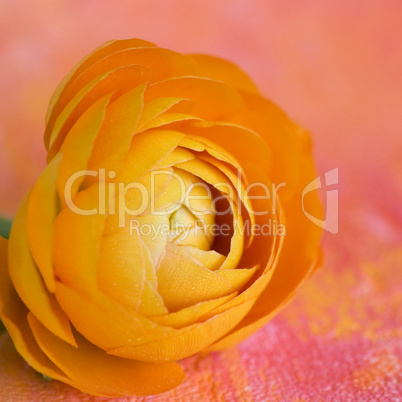 ranunculus flower
