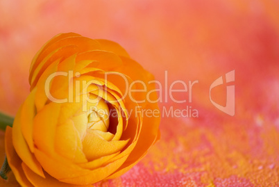 ranunculus flower