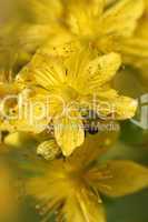 Blüte vom Johanniskraut