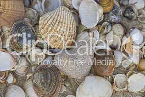 sandheart and shells