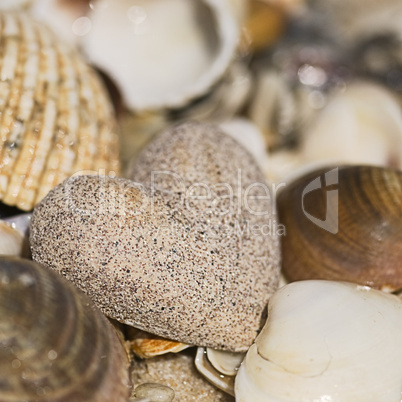 sandheart and shells