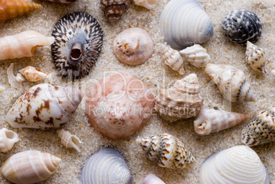 sea shells on the beach