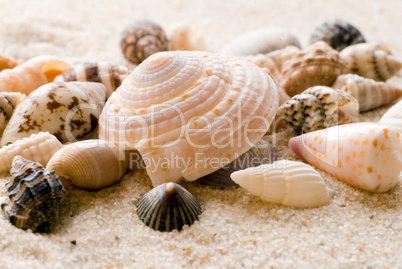 sea shells on the beach