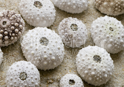 sea urchin shells