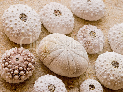 sea urchin shells