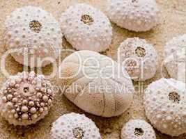 sea urchin shells