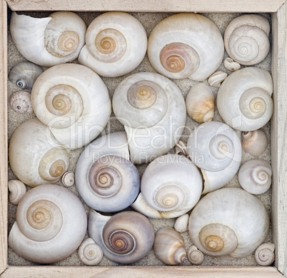 shell collection