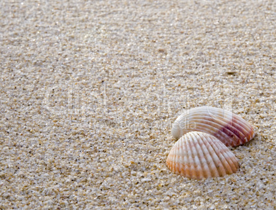 Shells on the beach