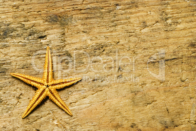 Starfish