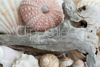 Still-life with shells