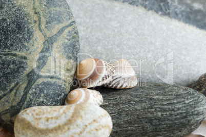 Still-life with snail shells