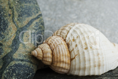 Still-life with shell