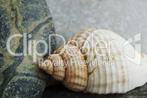 Still-life with shell