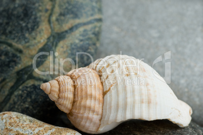 Still-life with shell
