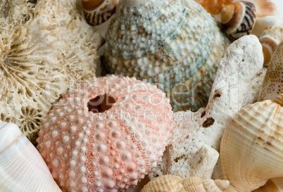 Still-life with shells