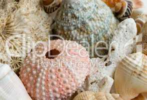Still-life with shells