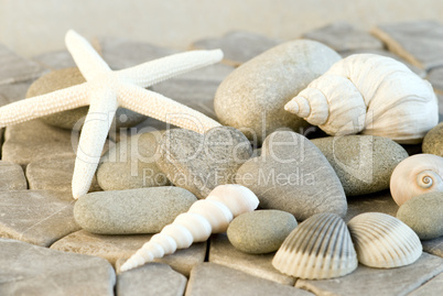 starfish and shells