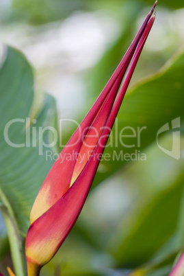 Colorful tropical flower